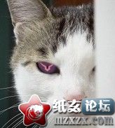 猫.jpg