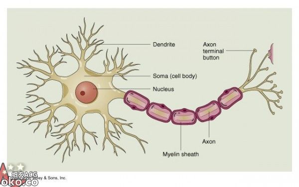 neuron.jpg