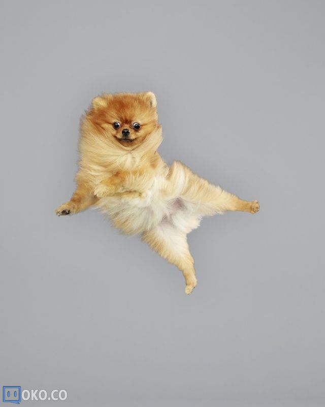 Funny-Jumping-Dogs-Series-3.jpeg