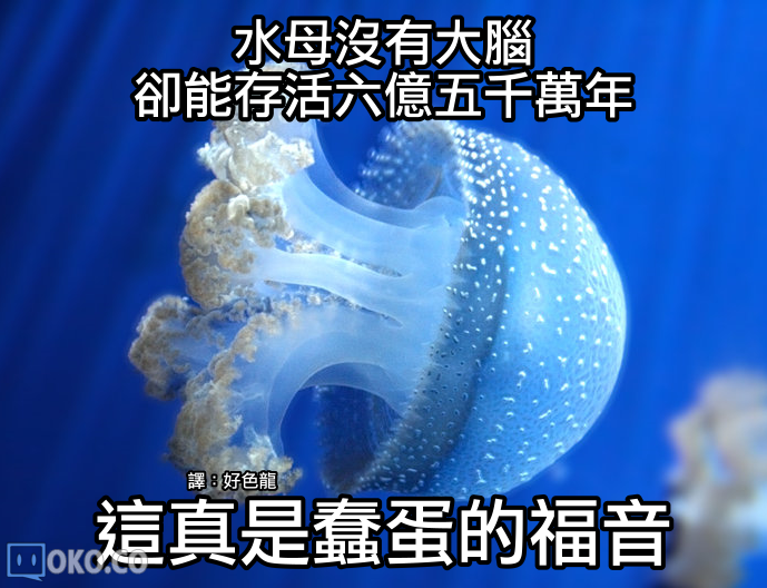 01_jellyfish.png