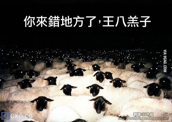 09_sheep.jpg