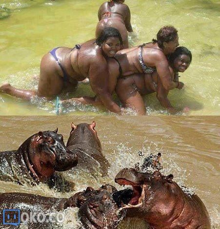 24_Hippos.jpg